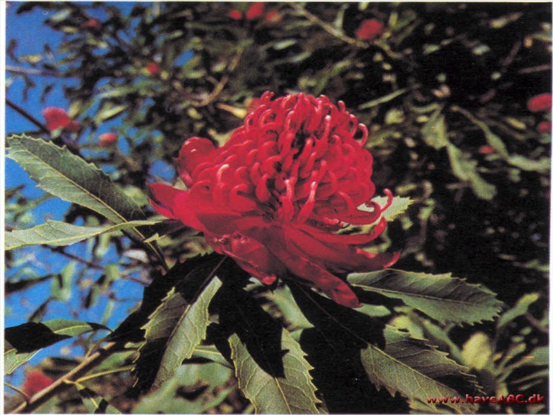 Telopea speciosissima - Waratah Telopea speciosissima - Waratah