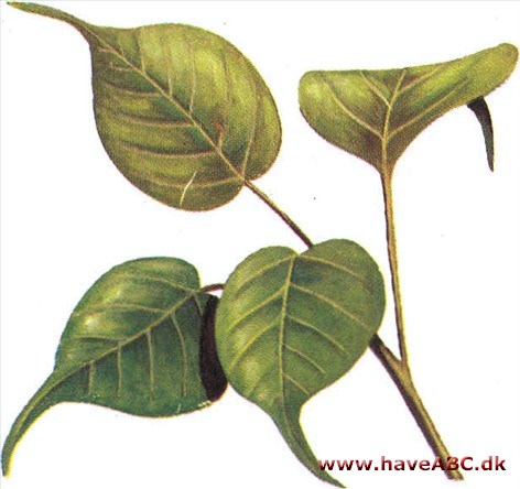 Tempelfigen - Ficus religiosa