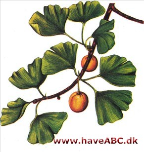 Tempeltræ - Ginkgo biloba Tempeltræ - Ginkgo biloba