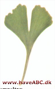 Tempeltræ - Ginkgo biloba. Tempeltræ - Ginkgo biloba.