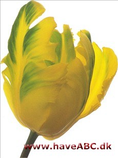 Texas Gold - Tulipan, Tulipa