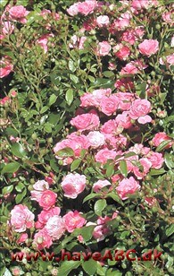 De små, fyldte, pink blomster er samlet i store stande. Blomsterne, der udvikles i juni og remonterer senere ...Se mere her ...