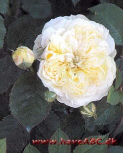 The Pilgrim De mellemgule, meget fyldte (ca. 170 kronblade) blomster er skålformede. De er stærkt duftende og udvikles i ...Se mere her ...