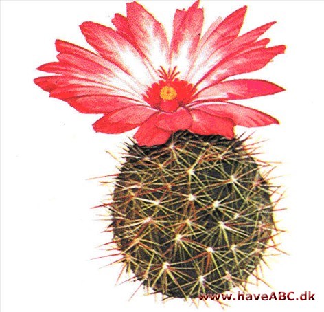 Thelocactus - Thelocactus Thelocactus - Thelocactus