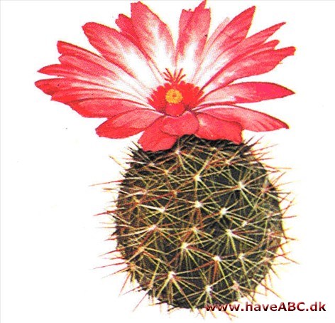 Thelocactus - Thelocactus