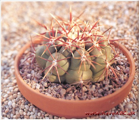 Thelocactus