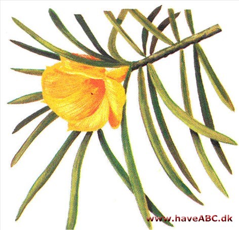 Thevetia - Thevetia peruviana Thevetia - Thevetia peruviana