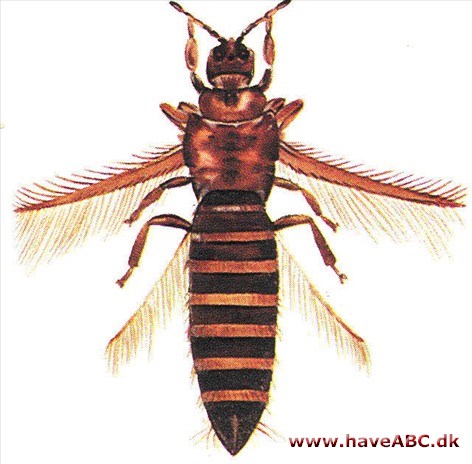 Thrips - Thysanoptera