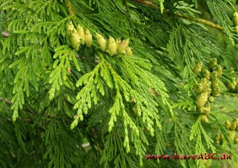 Thuja plicata x standishii