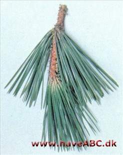 Thunbergs fyr - Pinus thunbergii