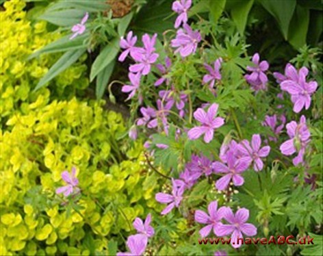 Thyboesminde Stauder Thyboesminde Stauder