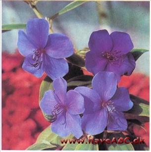 Tibouchina semidecandra (syn. urvilleana og Lasiandra macrantha)