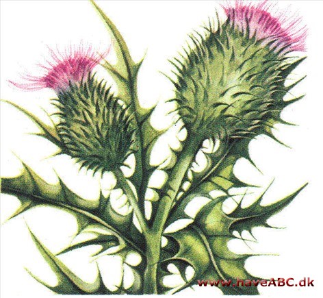 Tidsel - Cirsium