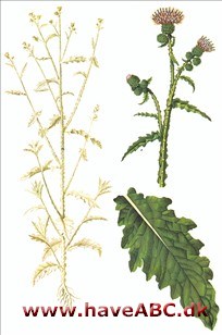 Tidsel, kruset tidsel - Carduus crispus