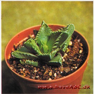 Tigergab - Faucaria tigrina