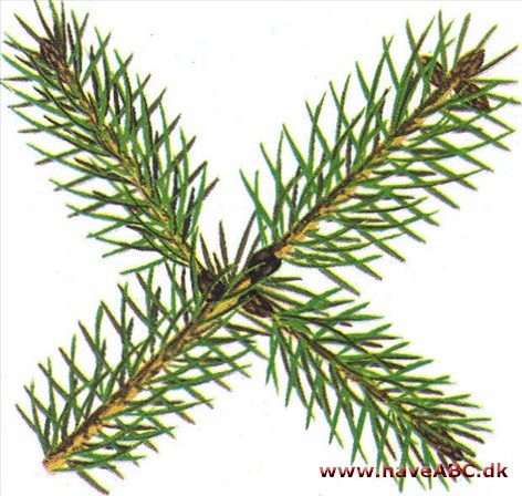 Tigerhalegran - Picea polita