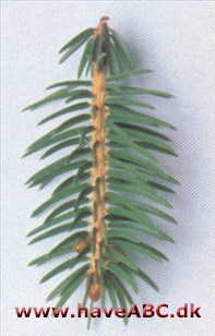 Tigerhalegran - Picea polita.