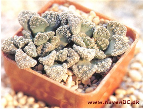 Titanopsis