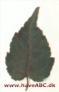 Tjørnebladet løn - Acer crataegifolium