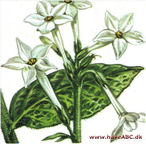 Tobak - Nicotiana