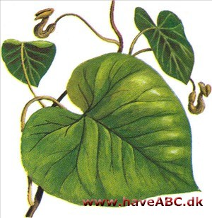 Tobakspibeplante - Aristolochia macrophylla