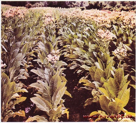 Tobaksplante (bondetobak) - Nicotiana rustica †