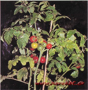 Tomat - Lycopersicon lycopersicum (syn. esculentum)