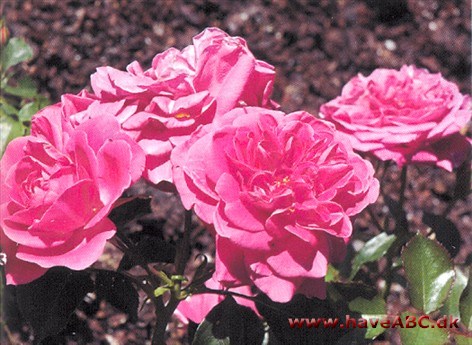 De sart pink blomster, der udvikles i juni og fremefter, er mellemstore, fyldte (mere end 25 kronblade) og med moderat duft. Se mere her ... 