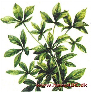 Tornaralie - Acanthopanax Tornaralie - Acanthopanax
