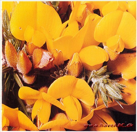 Tornblad - Ulex europaeus † Tornblad - Ulex europaeus †