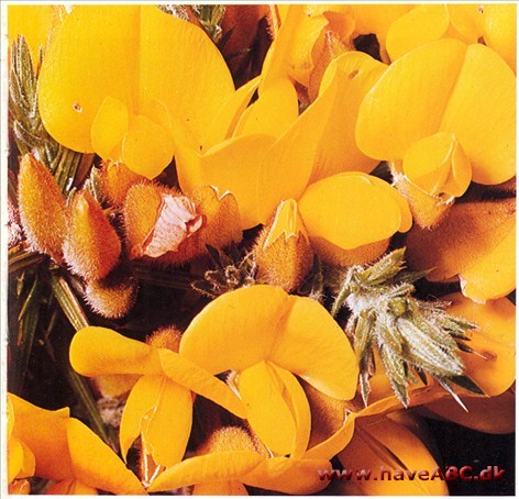 Tornblad - Ulex europaeus †