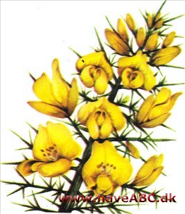 Tornblad - Ulex europaeus