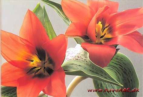 Toronto - Tulipan, Tulipa Toronto - Tulipan, Tulipa