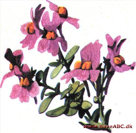 Torskemund - Linaria vulgaris