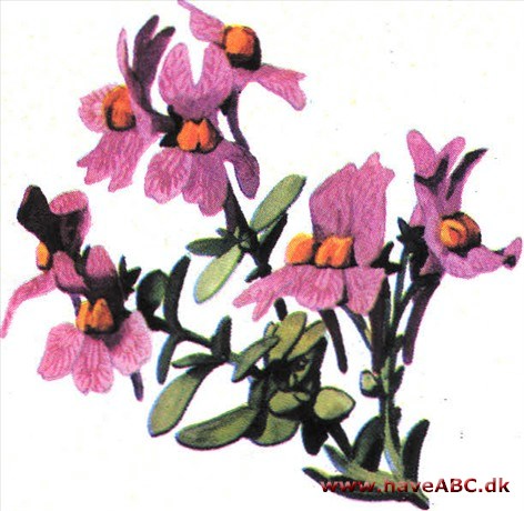 Torskemund - Linaria vulgaris Torskemund - Linaria vulgaris