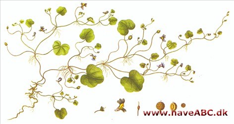 Torskemund, vedbendbladet torskemund - Cymbalaria muralis Torskemund, vedbendbladet torskemund - Cymbalaria muralis