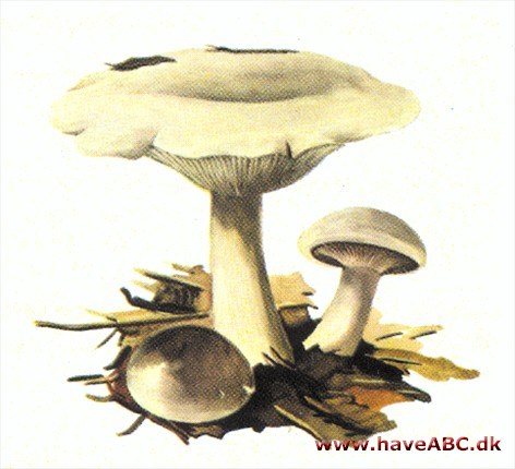 Tragthat - Clitocybe Tragthat - Clitocybe