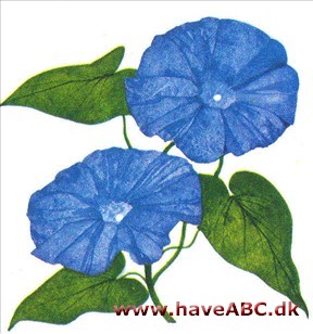 Tragtsnerle - Ipomoea Tragtsnerle - Ipomoea