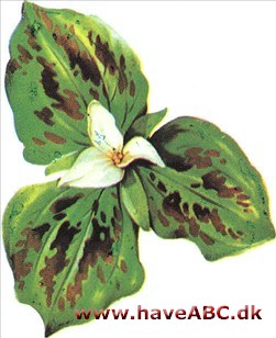 Treblad - Trillium Treblad - Trillium