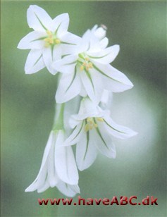 Trekantet løg - Allium triquetrum Ses midt på foråret - tidlig sommer; Trekantet løg er en af de mange løgarter, der dyrkes i haver. Den stammer fra det sydvestlige Europa og optræder nu som ukrudt i mildt klima ...
