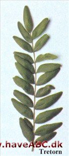 Tretorn - Gleditsia triacanthos. Tretorn - Gleditsia triacanthos.