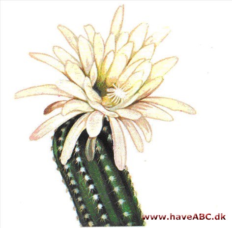 Trichocereus - Trichocereus Trichocereus - Trichocereus