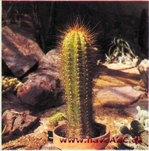 Trichocereus candicans