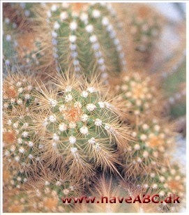 Trichocereus Trichocereus