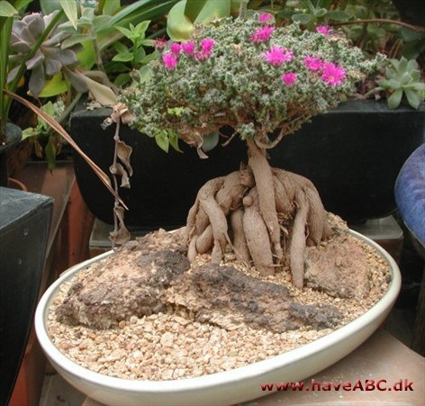 Trichodiadema Trichodiadema