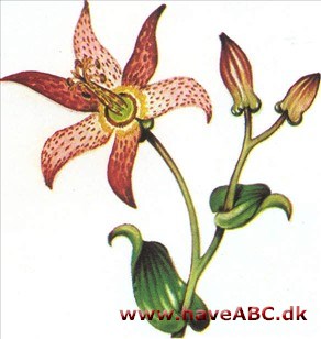Tricyrtis - Tricyrtis Tricyrtis - Tricyrtis