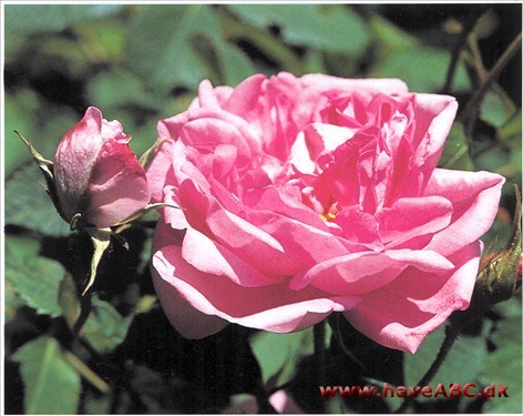 Denne rose har først og fremmest fået betydning ved fremstilling af rosenolie. Dyrkes meget i Balkanlandene, hvortil den er bragt fra Tyrkiet