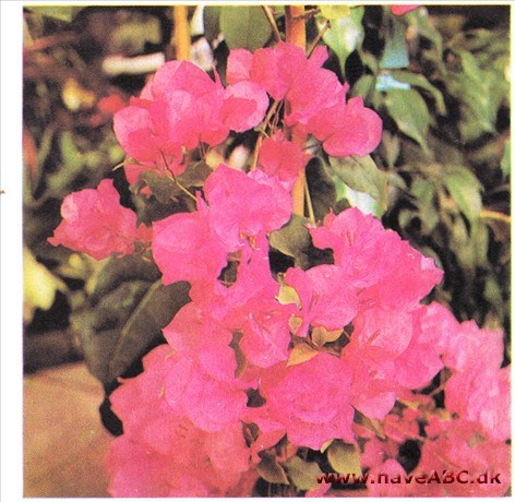 Trillingranke - Bougainvillea buttiana Trillingranke - Bougainvillea buttiana