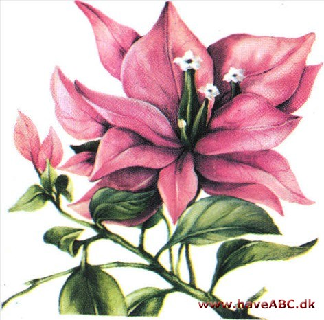 Trillingranke - Bougainvillea Trillingranke - Bougainvillea