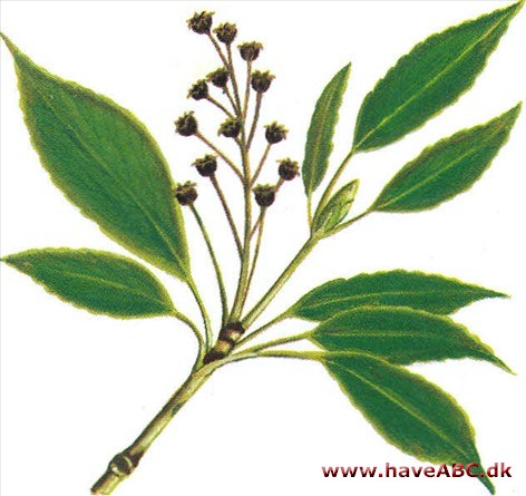 Trochodendron - Trochodendron aralioides Trochodendron - Trochodendron aralioides